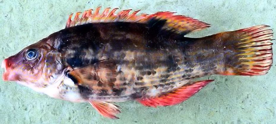 Symphodus bailloni_0006